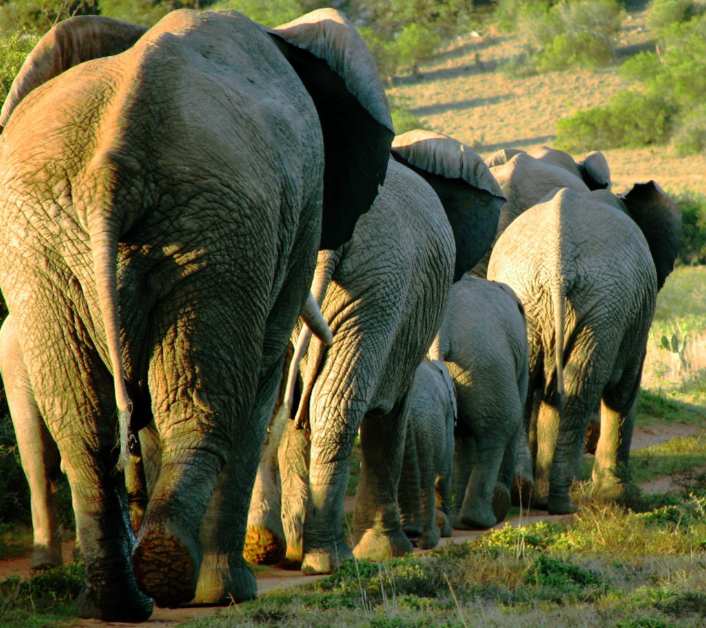 Amakhala elephants
